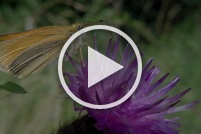 Thymelicus lineola - L’Hespérie du dactyle. : Vidéo,insecte